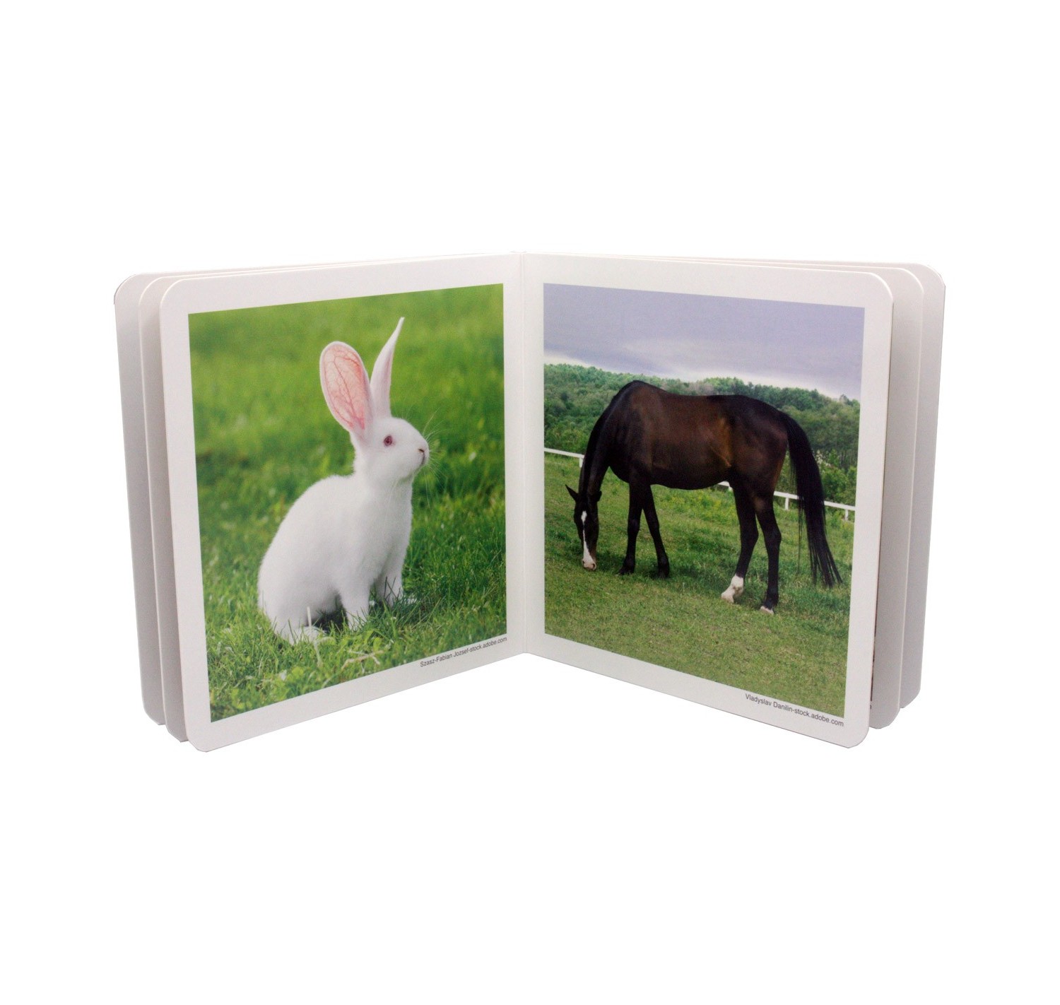 libro-animales2.jpg